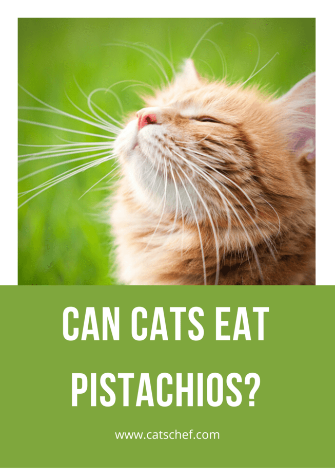 Can Cats Eat Pistachios?