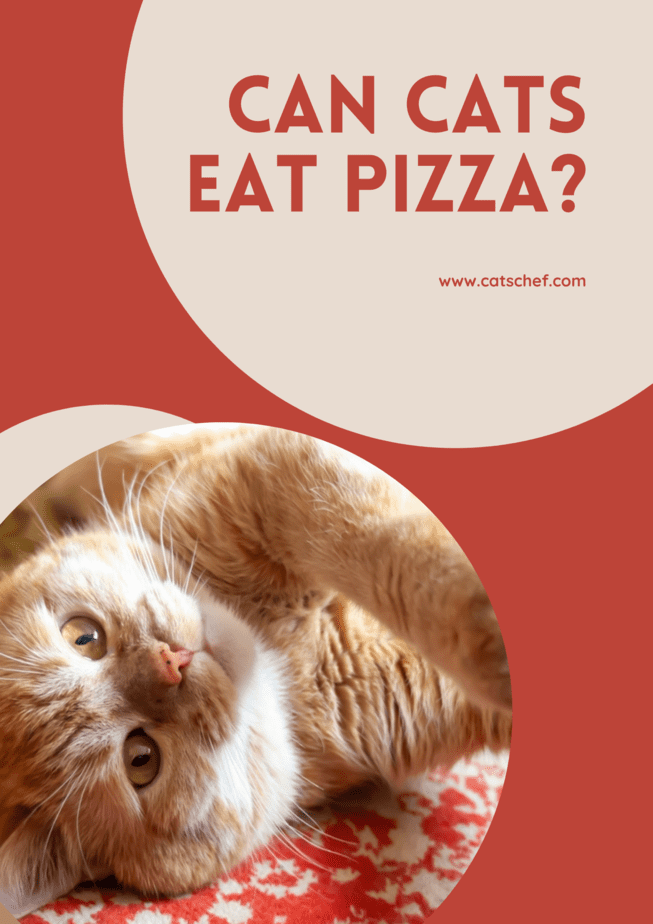 Can Cats Eat Pizza?