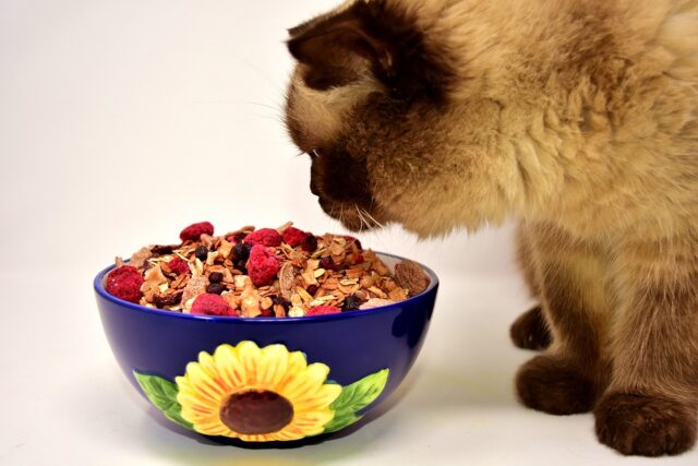 Can Cats Eat Raspberries