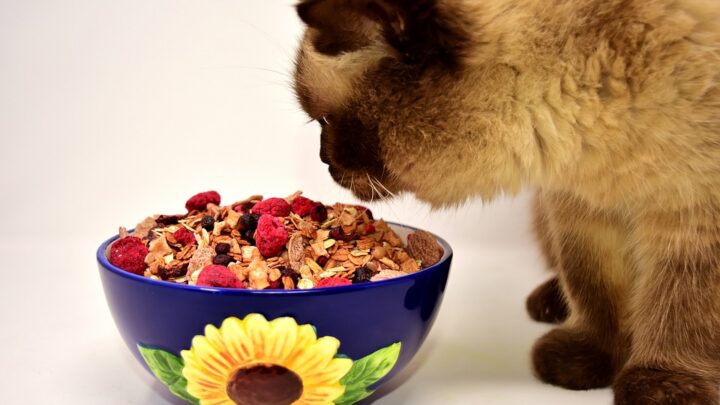Can Cats Eat Raspberries? All You Need To Know About These Berries!
