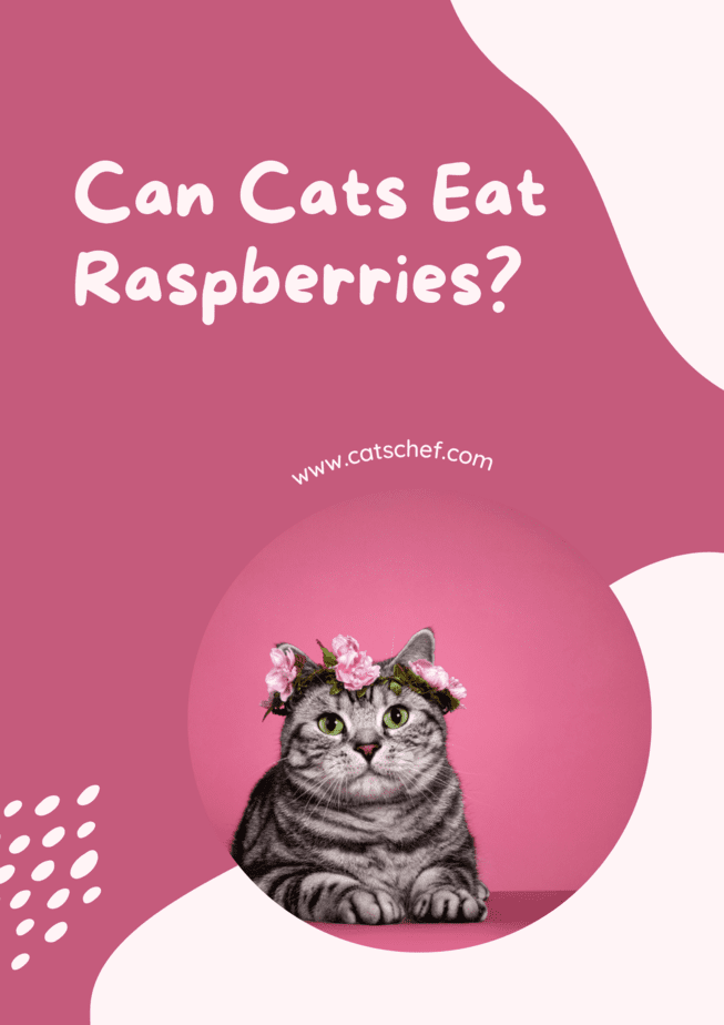 Can Cats Eat Raspberries?