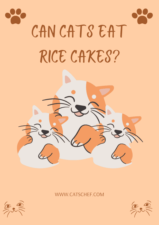 Kediler Pirinç Keki Yiyebilir mi?