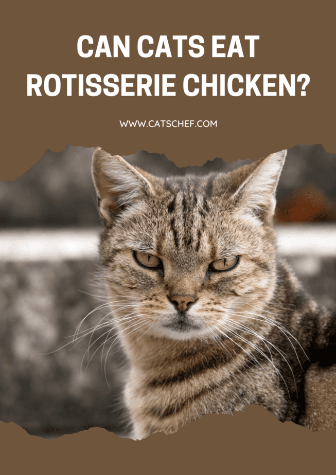 Can Cats Eat Rotisserie Chicken?