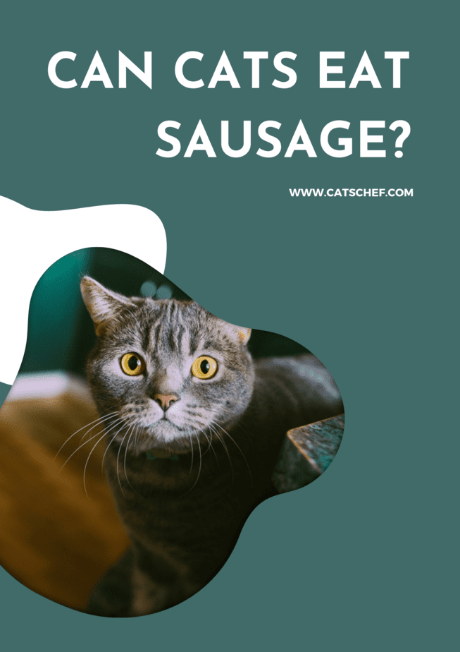 Can Cats Eat Sausage?