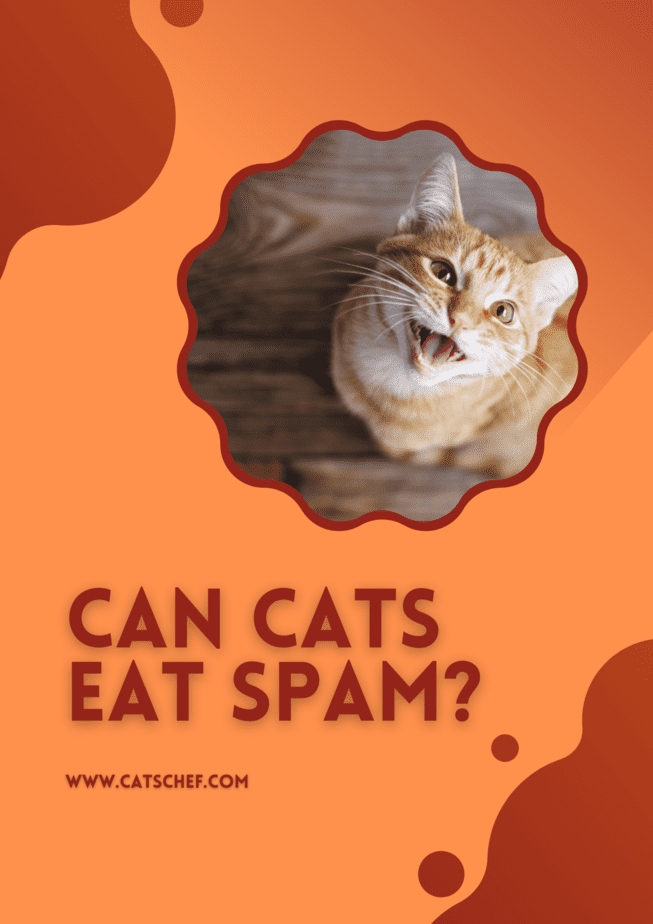 Can Cats Eat Spam?