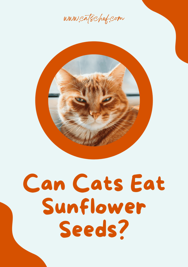 Can Cats Eat Sunflower Seeds?