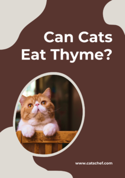 Can Cats Eat Thyme? Is This Herb Beneficial Or Poisonous?