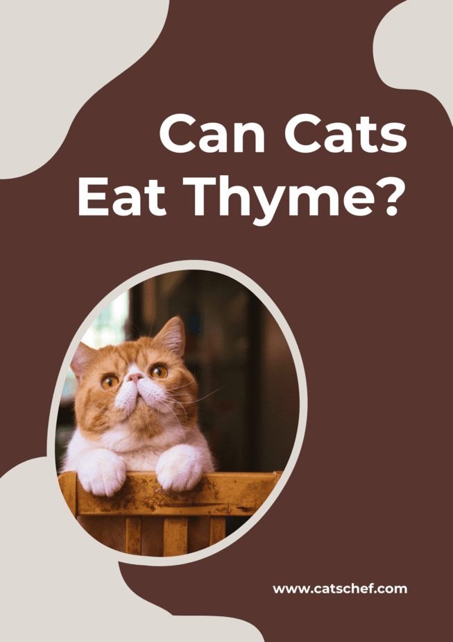 Can Cats Eat Thyme?