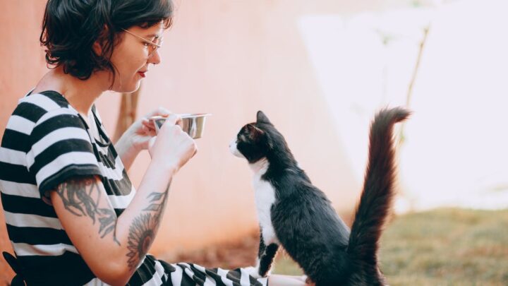Kediler Domates Sosu Yiyebilir mi? Zehirli mi Yoksa Tadını Çıkarmak İçin Güvenli mi? 