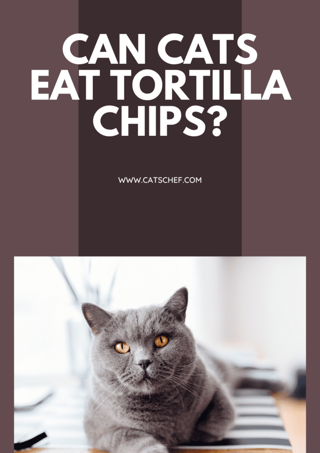 Can Cats Eat Tortilla Chips?