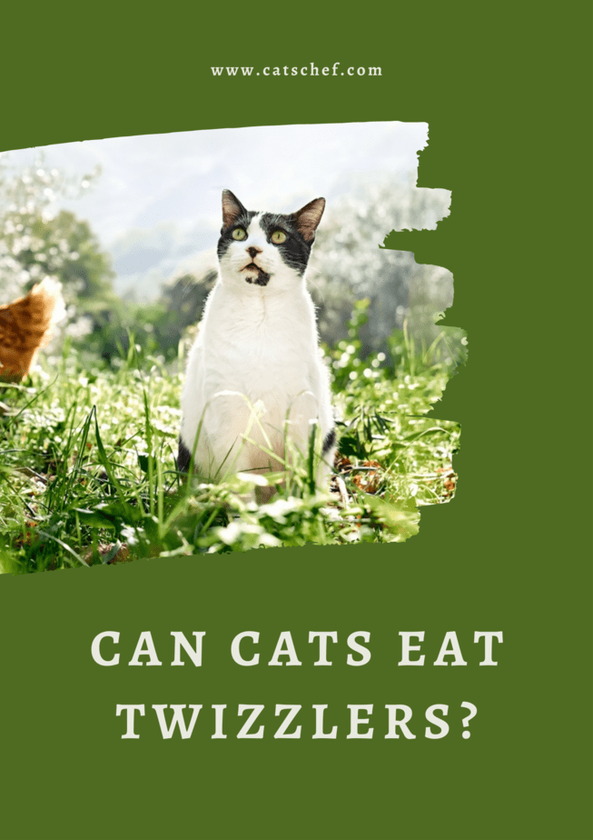 Kediler Twizzlers Yiyebilir mi?