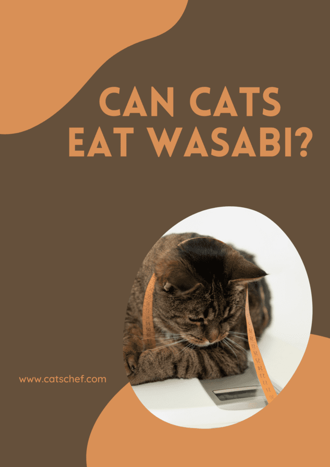 Can Cats Eat Wasabi?