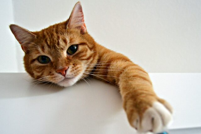Can cats eat bacon?