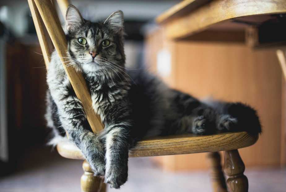 Can cats eat bacon?