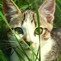 Kediler chia otu yiyebilir mi?