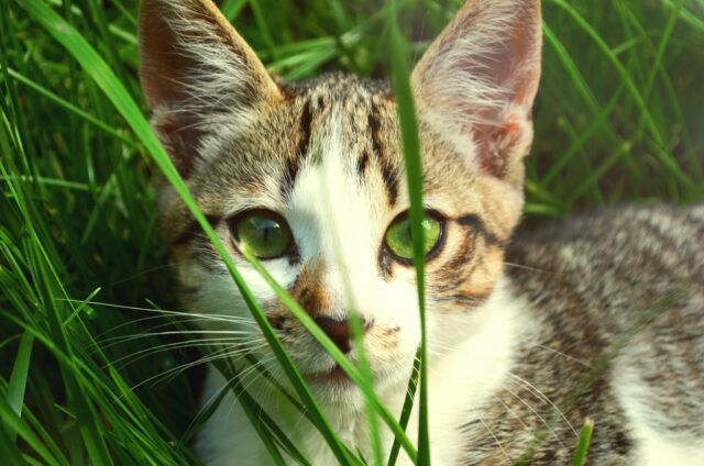 Can cats eat chia grass?