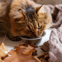 Kediler tavuk ciğeri yiyebilir mi?