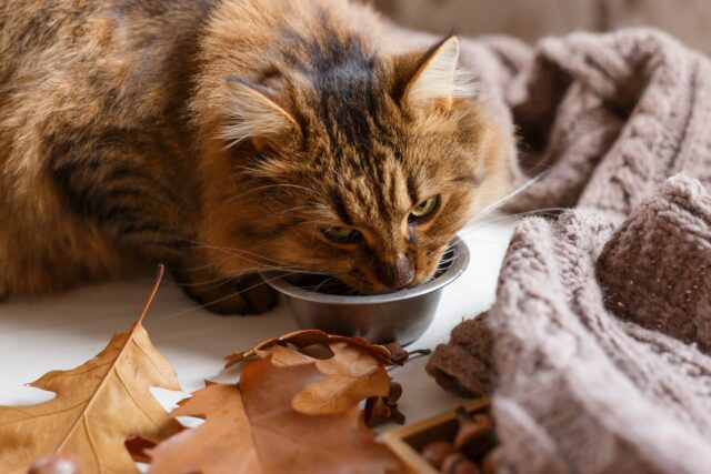 Can cats eat chicken liver?