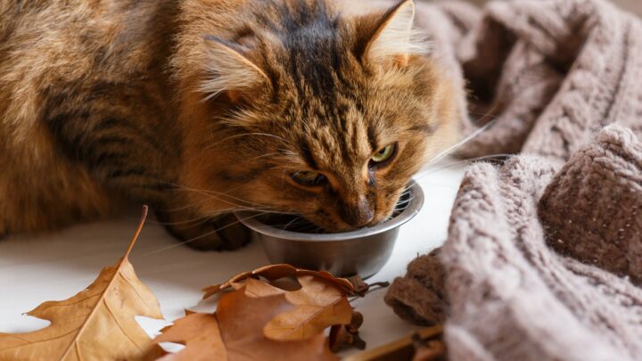 Kediler Tavuk Ciğeri Yiyebilir mi? Kediniz İçin Güvenli Bir İkram mıdır? 
