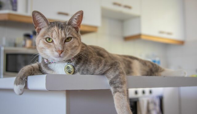 Can cats eat fried chicken?