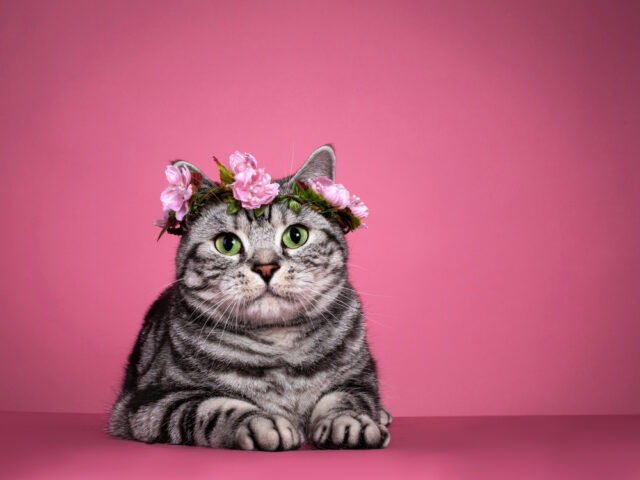 Can cats eat lychee?
