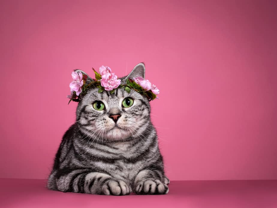 Can cats eat lychee?