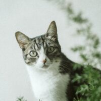 Can cats eat oregano?