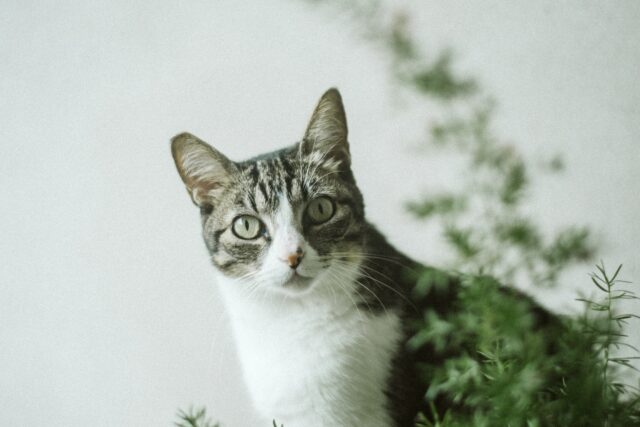 Can cats eat oregano?