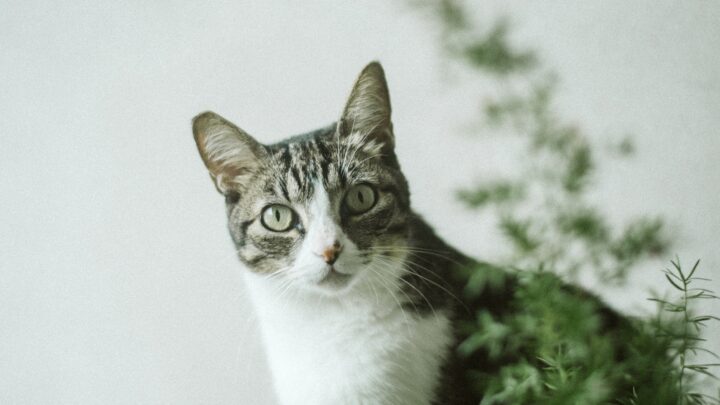 Can Cats Eat Oregano? Should They Avoid This Aromatic Herb?