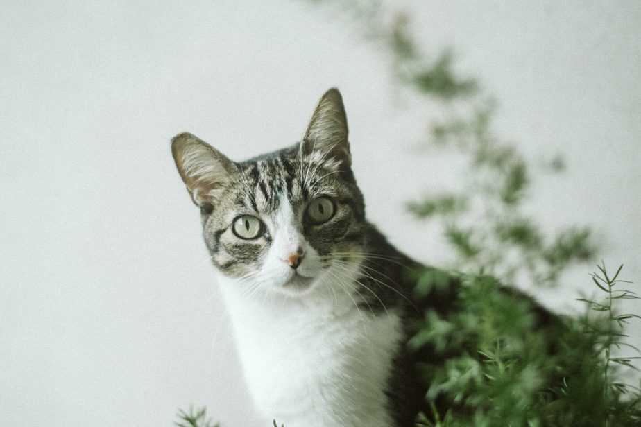 Can cats eat oregano?