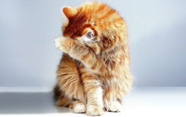Can cats eat rotisserie chicken?