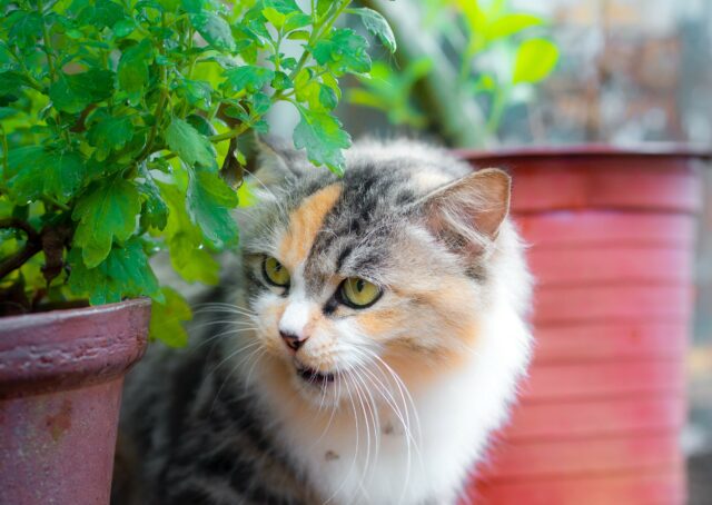 Can cats eat thyme?