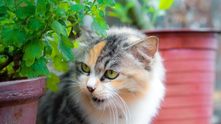 Can Cats Eat Thyme? Is This Herb Beneficial Or Poisonous?
