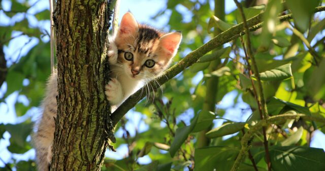 Can cats eat walnuts?