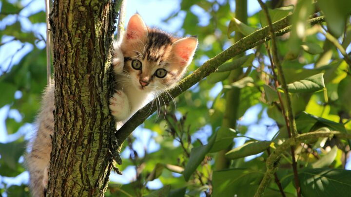 Can Cats Eat Walnuts? Are These Nutty Treats Safe For Your Cat?