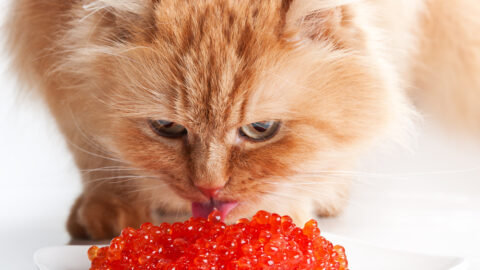 Can cats eat caviar?