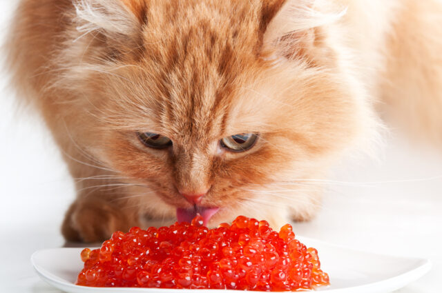 Can cats eat caviar?
