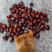Can cats eat chestnuts?