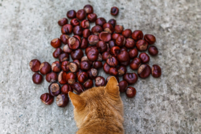 Can cats eat chestnuts?