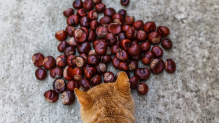 Can Cats Eat Chestnuts? Are They Nuts About This Tasty Treat?