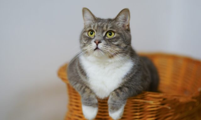 can cats eat goat cheese