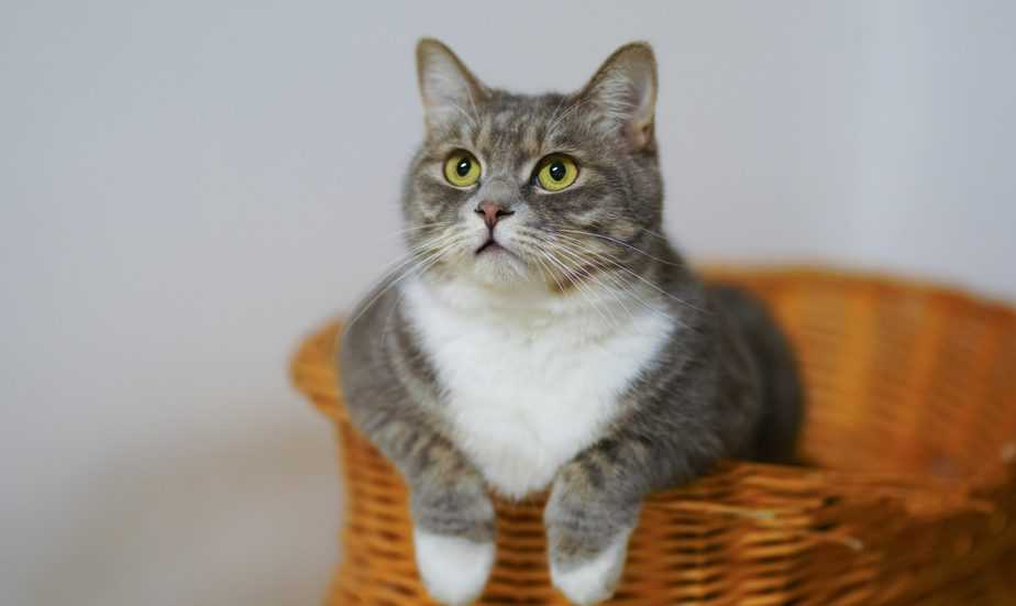 can cats eat goat cheese