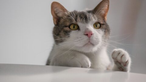 Can Cats Eat Olives? The Surprising Truth About This Pitted Fruit!