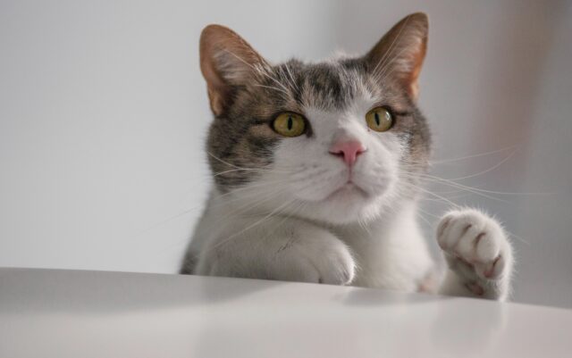 can cats eat olives
