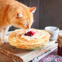Can cats eat pancakes?