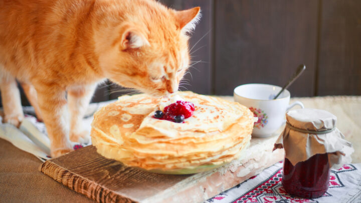 Can Cats Eat Pancakes? Is It Good For Their Sake?
