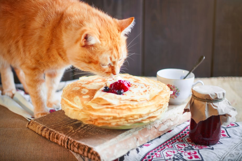 Can cats eat pancakes?