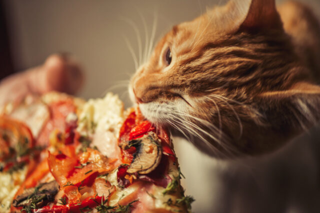can cats eat pizza