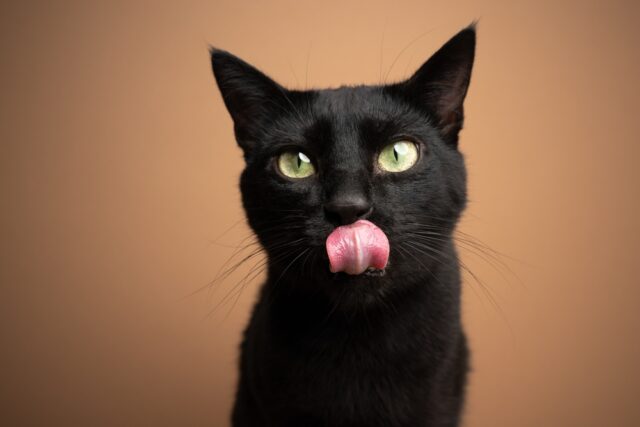 Can cats eat spam