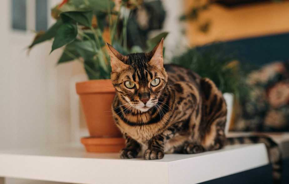 can cats eat steak